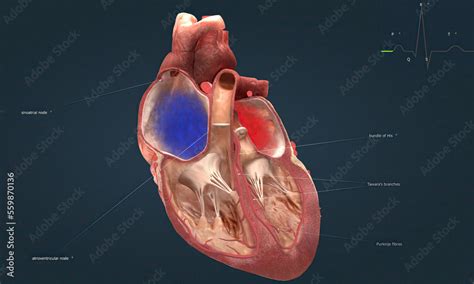 Cardiac Conduction The Heart Conduction System Is The Network Of Nodes