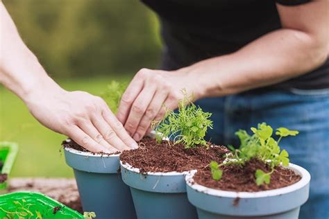 How to Make Potting Soil for Herbs — 5 Simple Steps | House Grail