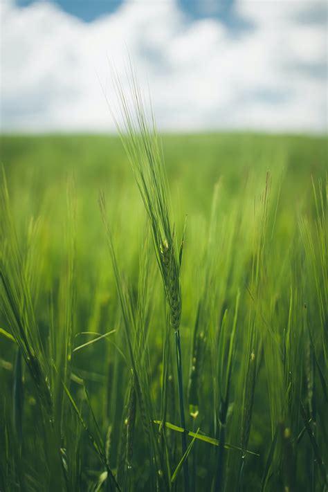 7 Benefits of Growing Winter Rye Cover Crop You Need to Know – Sow Right Seeds