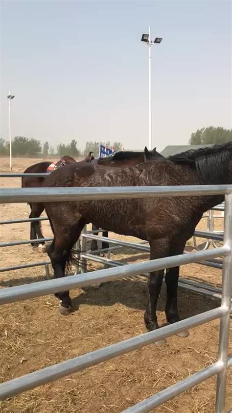 Cattle Corral Panels / Horse Corral Panels / Used Livestock Panels ...