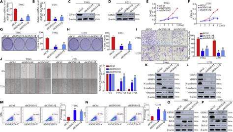 Gins1 Promotes The Proliferation And Migration Of Glioma Cells Through