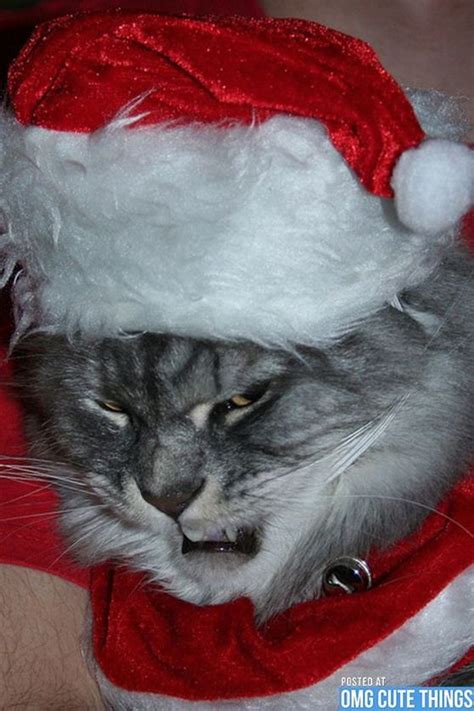 30 Christmas Funny Pictures Of Cats Funny Christmas Pictures Funny Cat