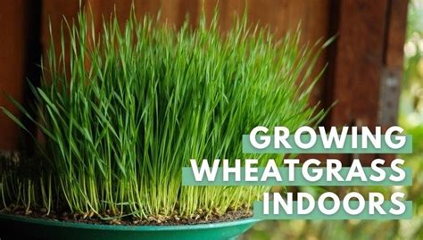 Growing Wheat Grass Indoors In 5 Simple Steps