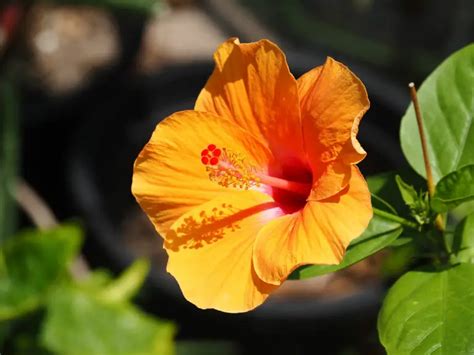 Best Fertilizers for Hibiscus - Garden Lovers Club