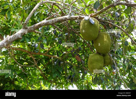 Jackfruit Tree And Young Jackfruits Stock Photo Alamy