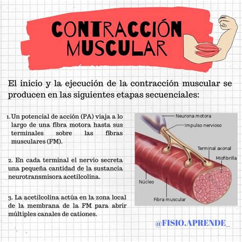 Mecanica De La Contraccion Muscular Mind Map Images