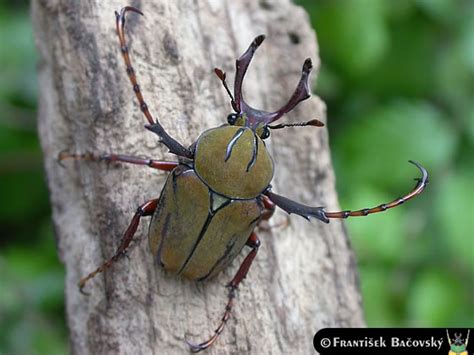 Dicronocephalus Wallichii Bourgoini