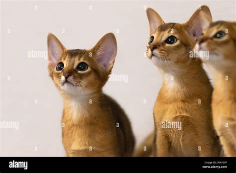 Abyssinian Kittens Ancient Cat Breed Favorites Of Egyptian Pharaohs