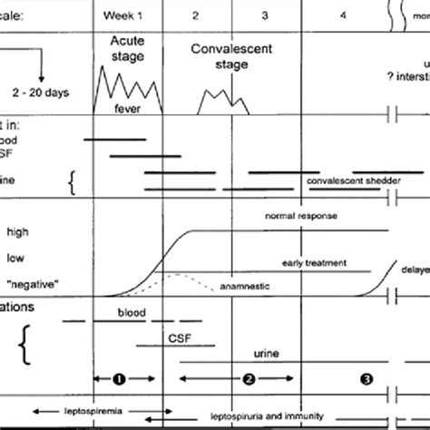 (PDF) A review of laboratory diagnosis and treatment of leptospirosis