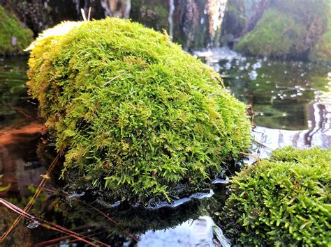 Moss Madness Delicate Plants Filter Water Reduce Erosion