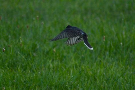 Free Images Nature Grass Wing Lawn Meadow Prairie Flower