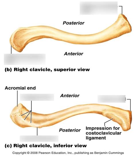 Appendicular Skeleton Clavicle Diagram Quizlet