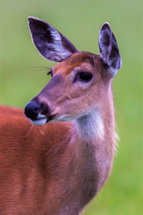 Whitetail Deer Doe Closeup Fine Art Photo Print For Sale | Photos by ...