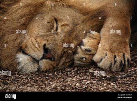 Elsa The Lioness High Resolution Stock Photography and Images - Alamy