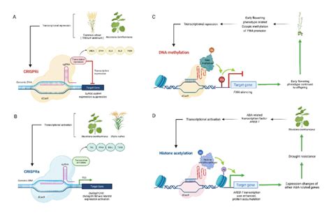 Application Of CRISPR In Plant Epigenetic Regulation By Biorender