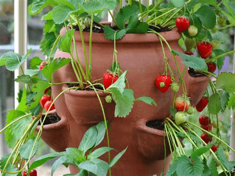 Strawberry Cultivation Tips To Grow Strawberries In Containerspots