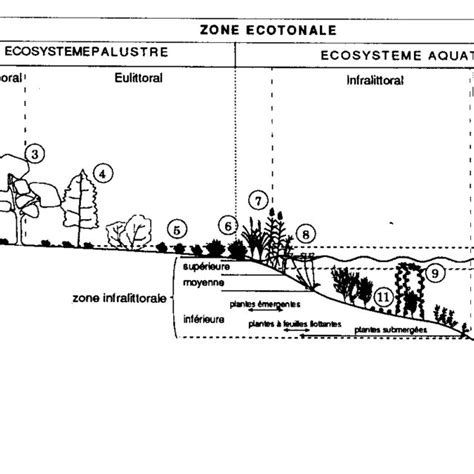 2 La rive lacustre zone écotonale entre les milieux terrestre et