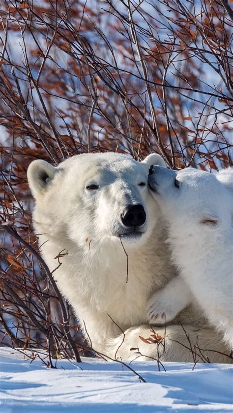 Fondos De Pantalla Osos Polares Familia Nieve Arbustos X Imagen