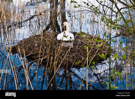 a white mute swan nesting Stock Photo - Alamy