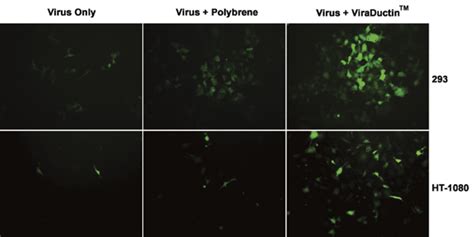 Lentivirus Transduction