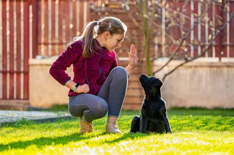 Dog Training for Kids and Other Beginners - Your Pets Magazine