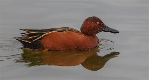 Cinnamon Teal | San Diego Bird Spot