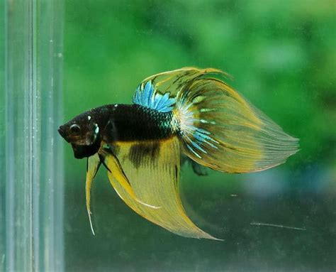 All About Betta Fish Veil Tail Mustard Gas Betta Fish