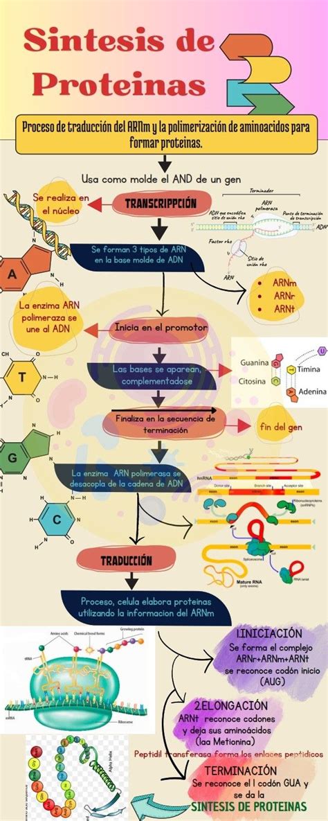 Infografía Sintesis de proteinas Sintesis de proteinas Notas de