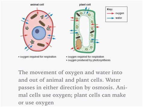 Photosynthesis Aquatic Plants - Maison & Jardin