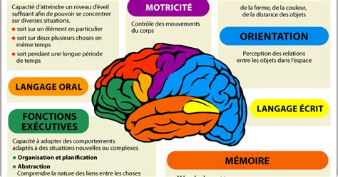 Biologie Simplifiée Fonctions Et Subdivisions Du Cerveau Humain