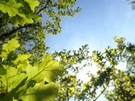 Kostenlose Foto Baum Natur Wald Ast Himmel Wiese Sonnenlicht