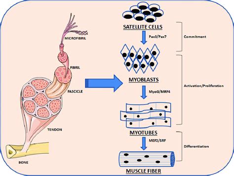 Schematic Representation Of The Myogenesis Process Quiescent Skeletal