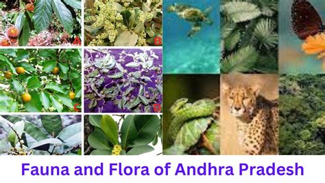 Fauna and Flora in Andhra Pradesh With Names - APSBB