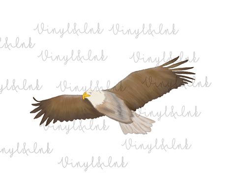 Watercolor Eagle, Bald Eagle PNG, Watercolor PNG - Etsy