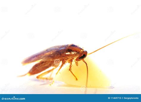 Gold Cockroach with Cheese on White Background Stock Image - Image of creepy, disgusting: 11469715