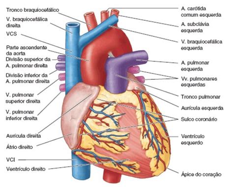 Coração | Anatomia papel e caneta