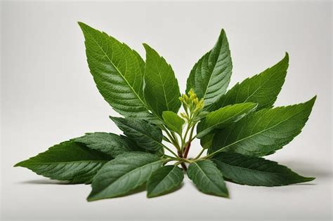 Premium Ai Image Neem Leaf Wonder Natural Beauty And Health Benefits