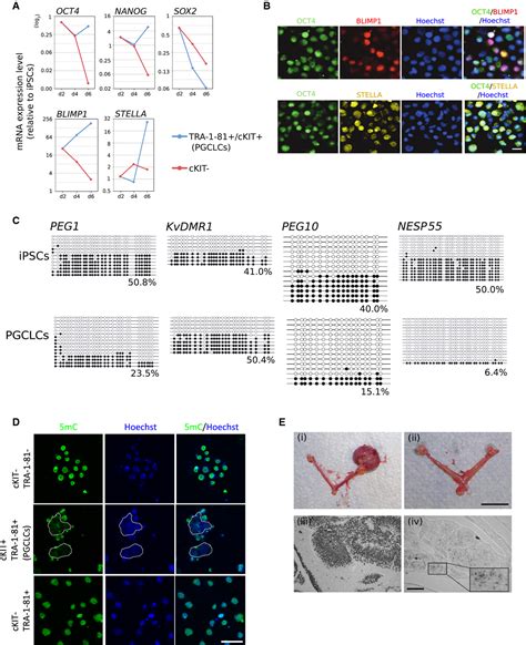 Human Primordial Germ Cell Commitment In Vitro Associates With A Unique