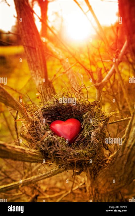 Red Wooden Heart Shape In Bird Nest Stock Photo Alamy