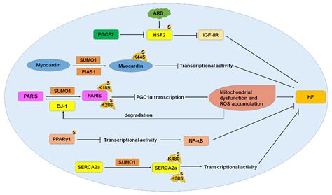 IJMS Free Full Text The Function Of SUMOylation And Its Critical