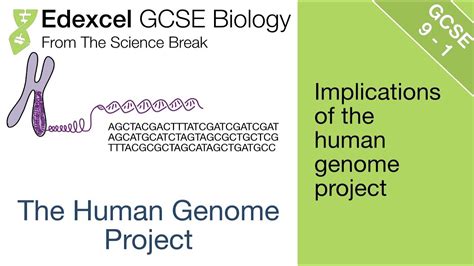 Edexcel Gcse Biology Human Genome Project Youtube