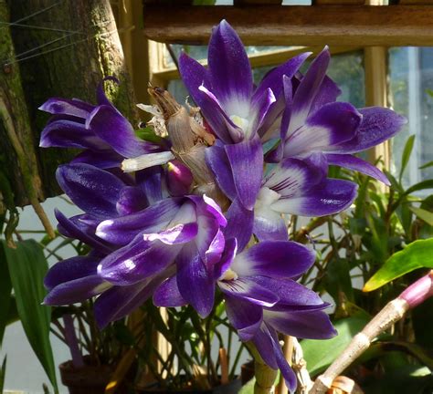 Gousicteco Orchid Dendrobium Blue Images