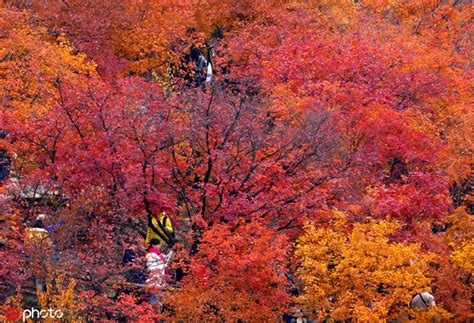 北京坡峰岭红叶节迎来最佳观赏期新浪图片