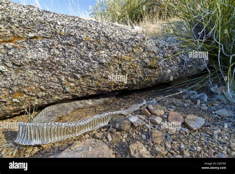 Rattlesnake skin shed hi-res stock photography and images - Alamy