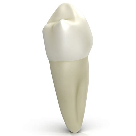 Dental 4 3D model - TurboSquid 1438394