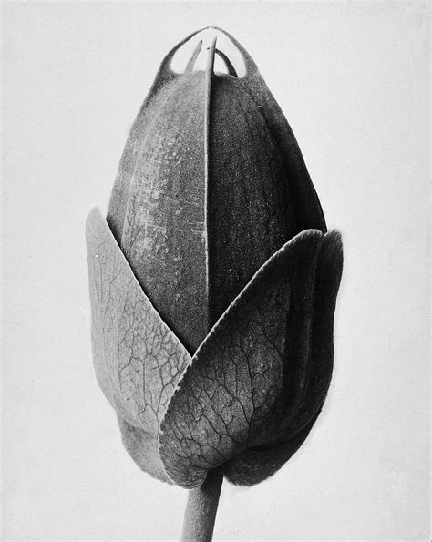 The Reel Foto Karl Blossfeldt Majestic Plant Portraits