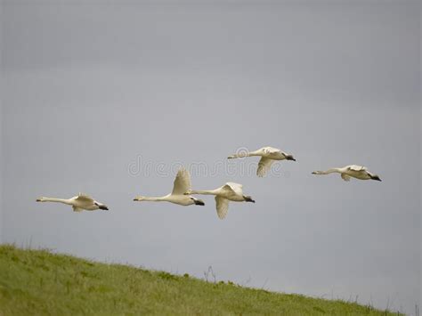 Whopper Swan Cygnus Cygnus Stock Photo Image Of Group Britain