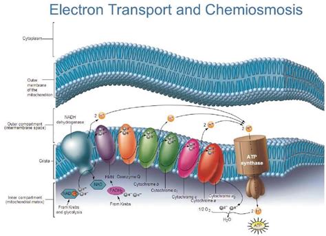 Electron Transport Chain Diagram Quizlet