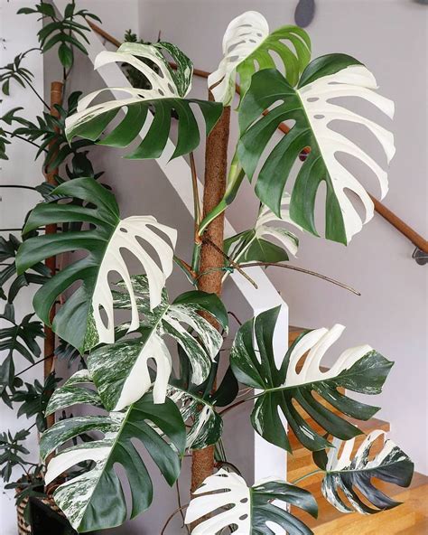 Beautiful variegated monstera – Artofit