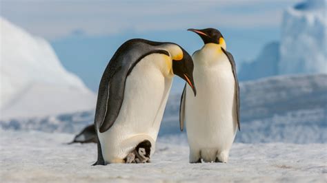 Thousands Of Emperor Penguin Chicks Die Amid Hottest Year In Antarctica Nt News